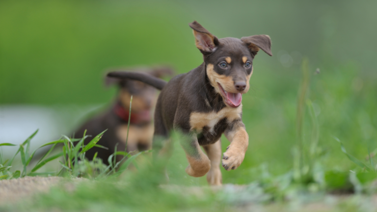 kelpie