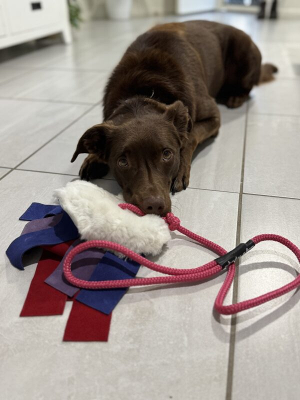 Puppy Octopus Flirt toy - Image 3